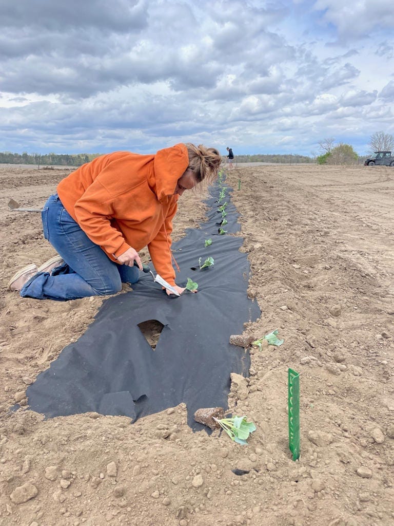 Lauren Schroeder planted her first batch of veggies on her family's farm in Dixon, Iowa, in 2022. She plans to keep her project going for another two years. Lauren Schroeder planted her first batch of veggies on her family's farm in Dixon, Iowa, in 2022. She plans to keep her project going for another two years.