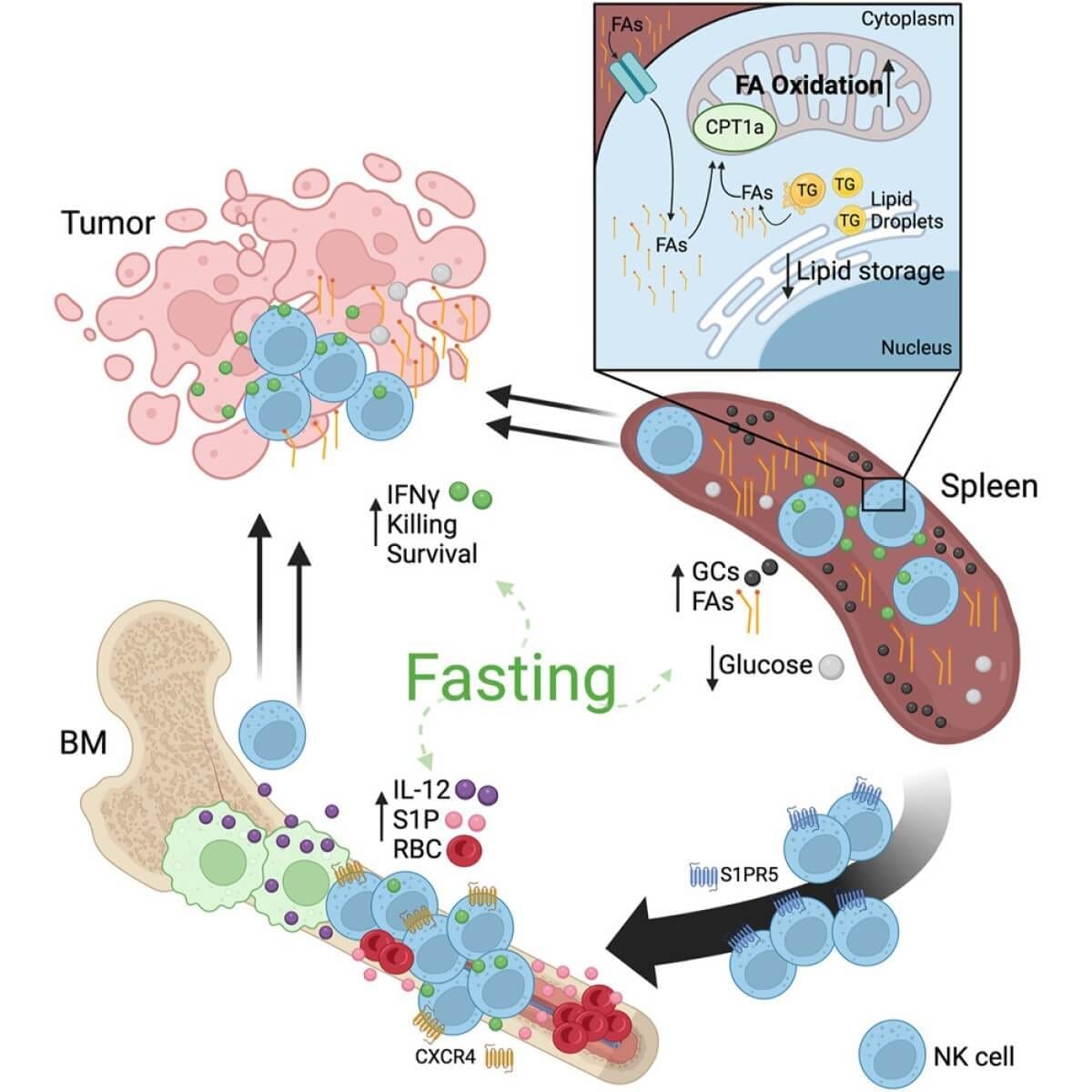 Fasting reshapes tissue-specific niches to improve NK cell-mediated anti-tumor immunity Fasting reshapes tissue-specific niches to improve NK cell-mediated anti-tumor immunity
