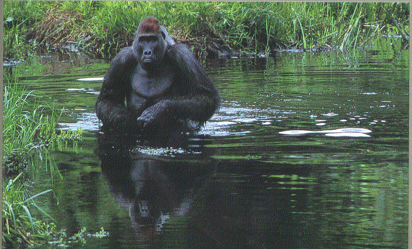 NEW PAPYRUS: Was the Swamp Ape Bipedal? NEW PAPYRUS: Was the Swamp Ape Bipedal?