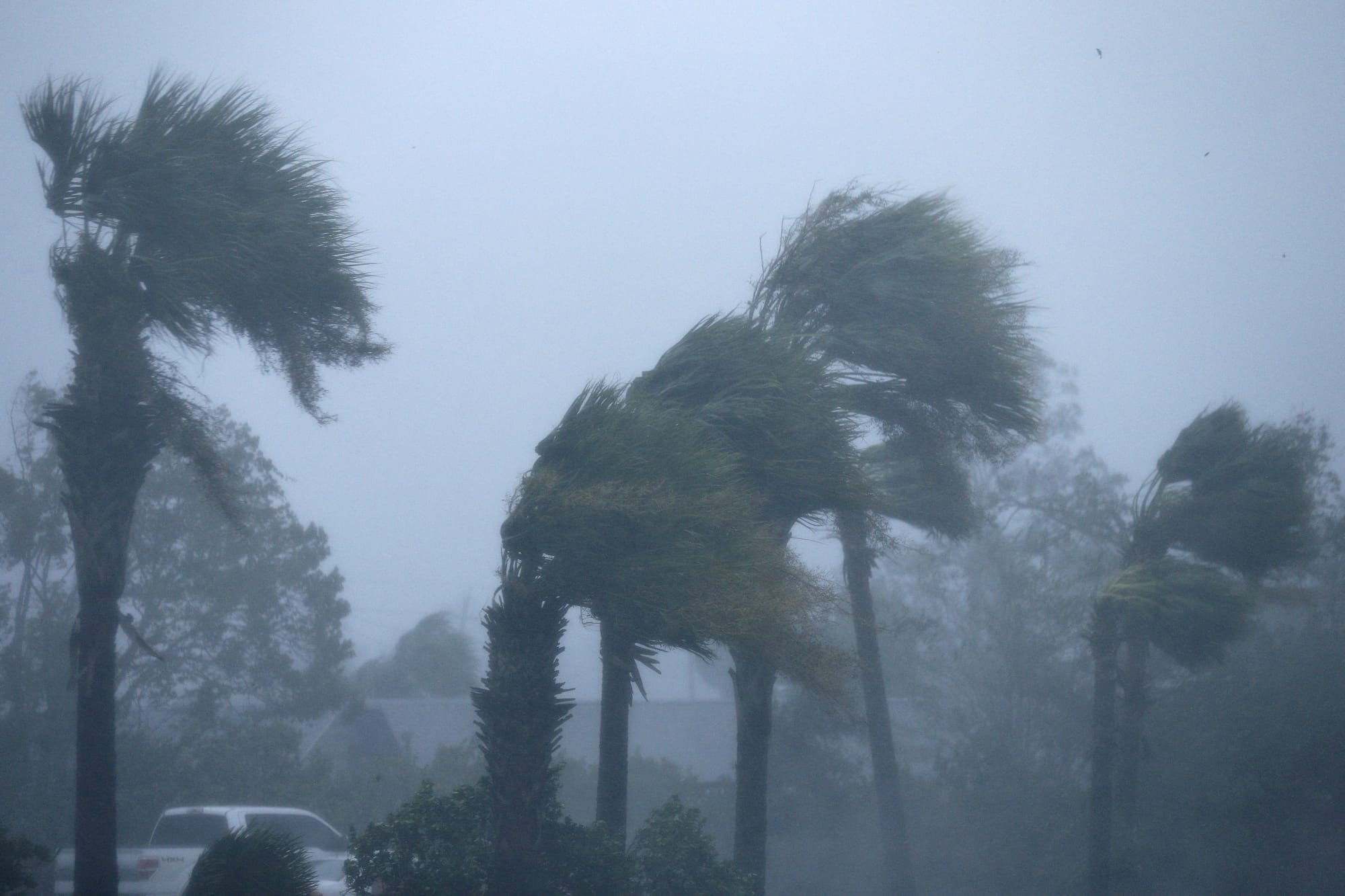 Palm trees are seen during Hurricane Michael in Panama City Beach Palm trees are seen during Hurricane Michael in Panama City Beach