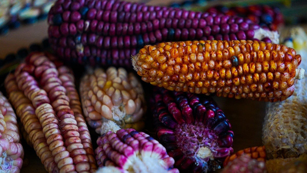 In Mexico, Heirloom Corn Makes a Comeback | Food Manufacturing In Mexico, Heirloom Corn Makes a Comeback | Food Manufacturing