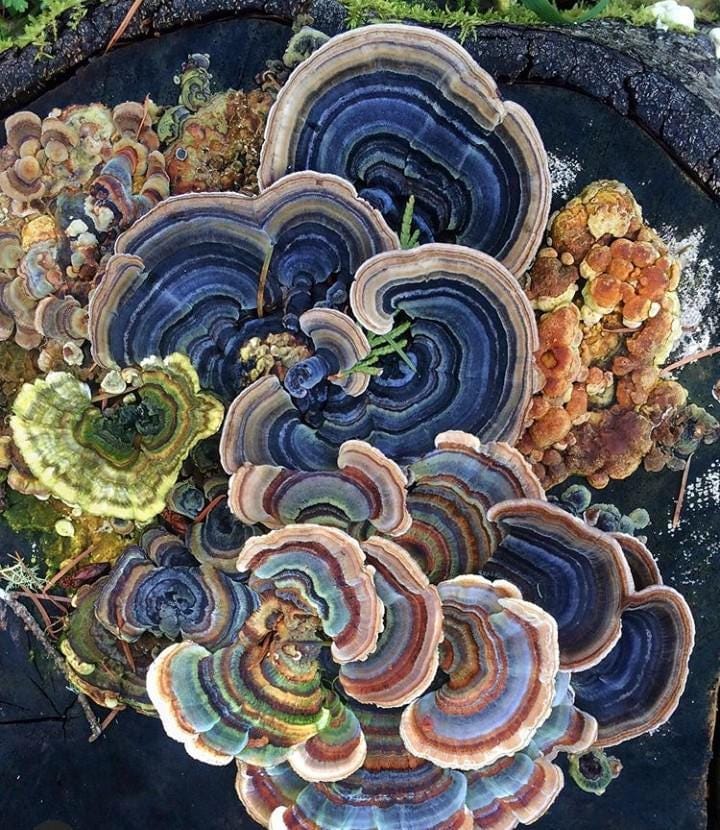 Forging Alliances With The Fungal Queendom Forging Alliances With The Fungal Queendom
