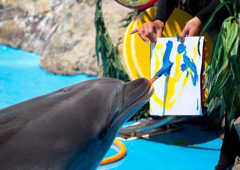 Are Dolphins Not as Smart as We Thought? | Discover Magazine Are Dolphins Not as Smart as We Thought? | Discover Magazine