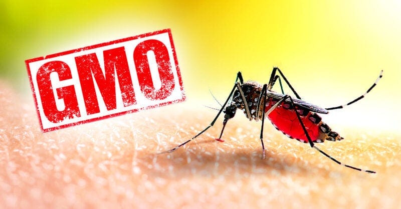 mosquitoe and letters "GMO" mosquitoe and letters "GMO"