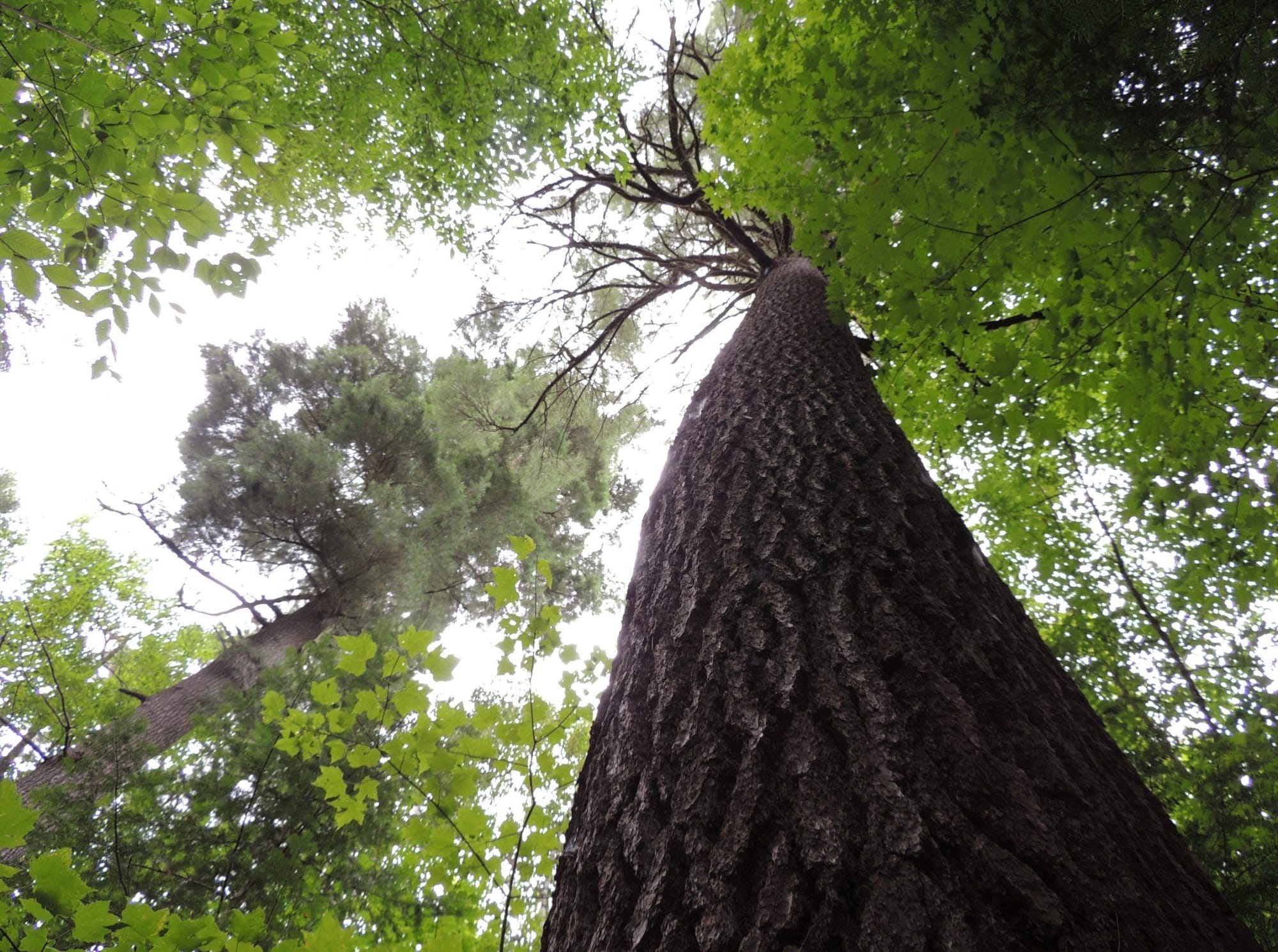 Pines - nobles of the global woodlands Pines - nobles of the global woodlands