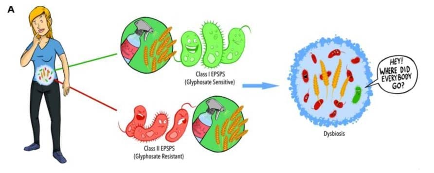dysbiosis dysbiosis