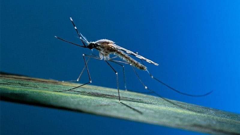Bill Gates-Linked Vaccine Delivered Through Mosquito Bite Carries Bioengineered Malaria-Causing Parasite Bill Gates-Linked Vaccine Delivered Through Mosquito Bite Carries Bioengineered Malaria-Causing Parasite