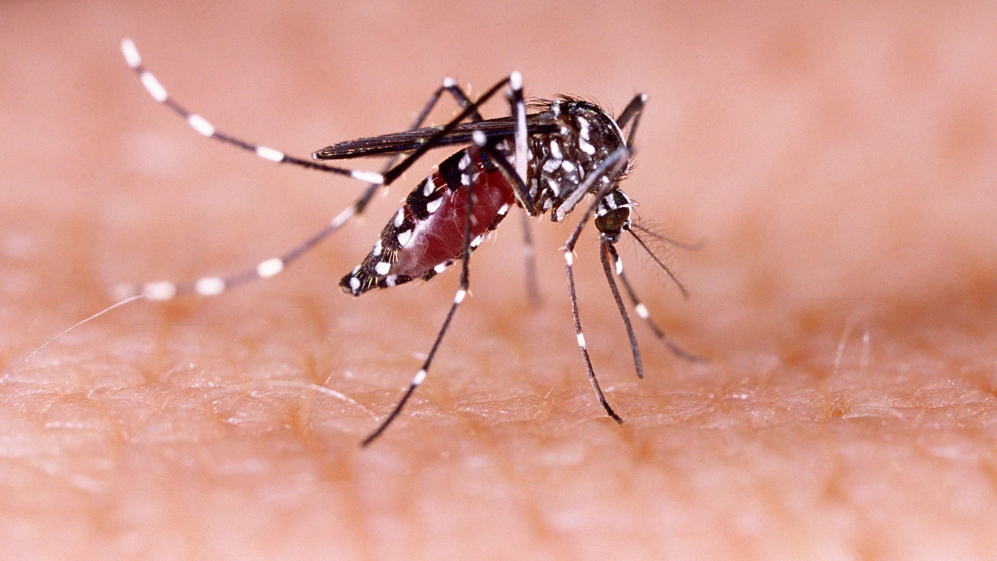 Genetically modified mosquitoes in Florida, California get OK from EPA