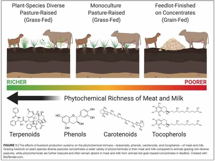 grass fed grain fed cattle grass fed grain fed cattle