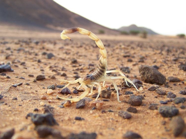 Gila Monster Spit Gave Us Ozempic - And Other Times Animals Have Been Our Best Chemists Gila Monster Spit Gave Us Ozempic - And Other Times Animals Have Been Our Best Chemists