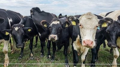 A herd of cows is pictured near Allerup, Denmark, in August 2021. Dairy farmers in Denmark face having to pay an annual tax of 672 krone ($96) per cow for the planet-heating emissions they generate. A herd of cows is pictured near Allerup, Denmark, in August 2021. Dairy farmers in Denmark face having to pay an annual tax of 672 krone ($96) per cow for the planet-heating emissions they generate.