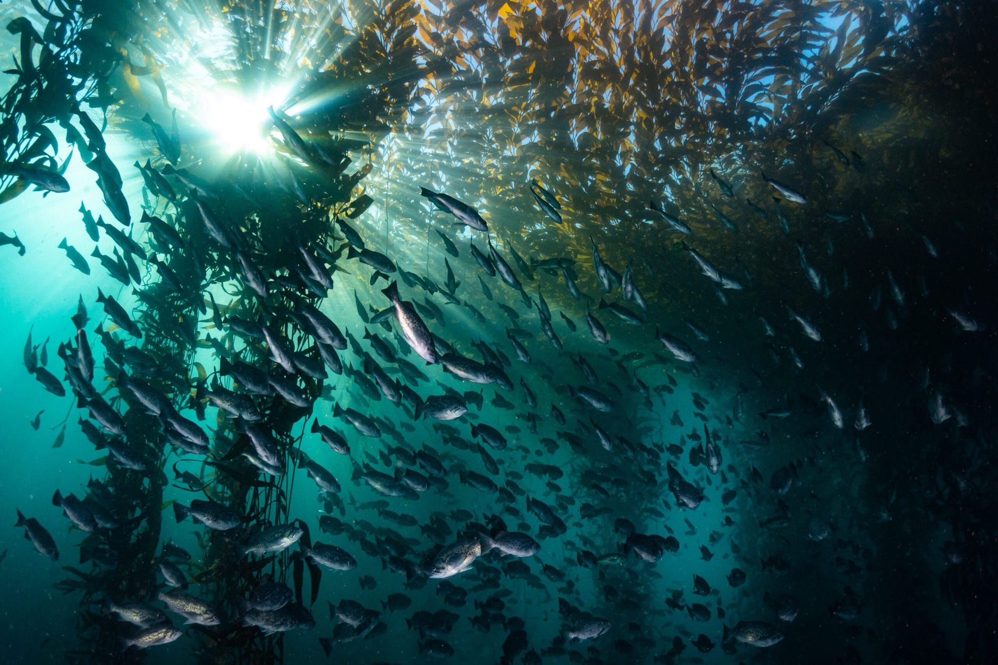 Regenerative Ocean Gardening, Kelp Farming and Marine Permaculture Regenerative Ocean Gardening, Kelp Farming and Marine Permaculture
