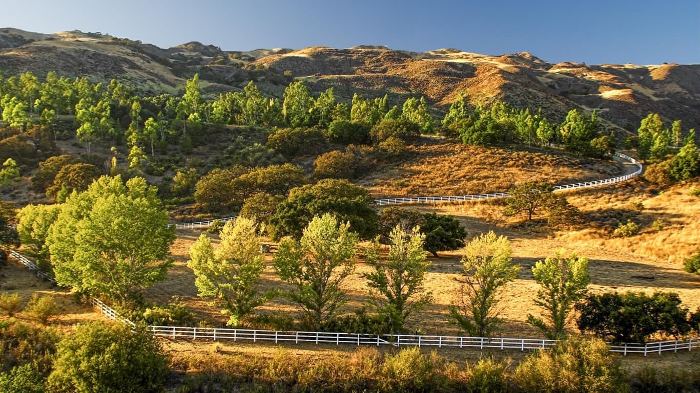 Discover a tree-lined hillside with a fence winding through all the trees near Santa Maria, California Discover a tree-lined hillside with a fence winding through all the trees near Santa Maria, California