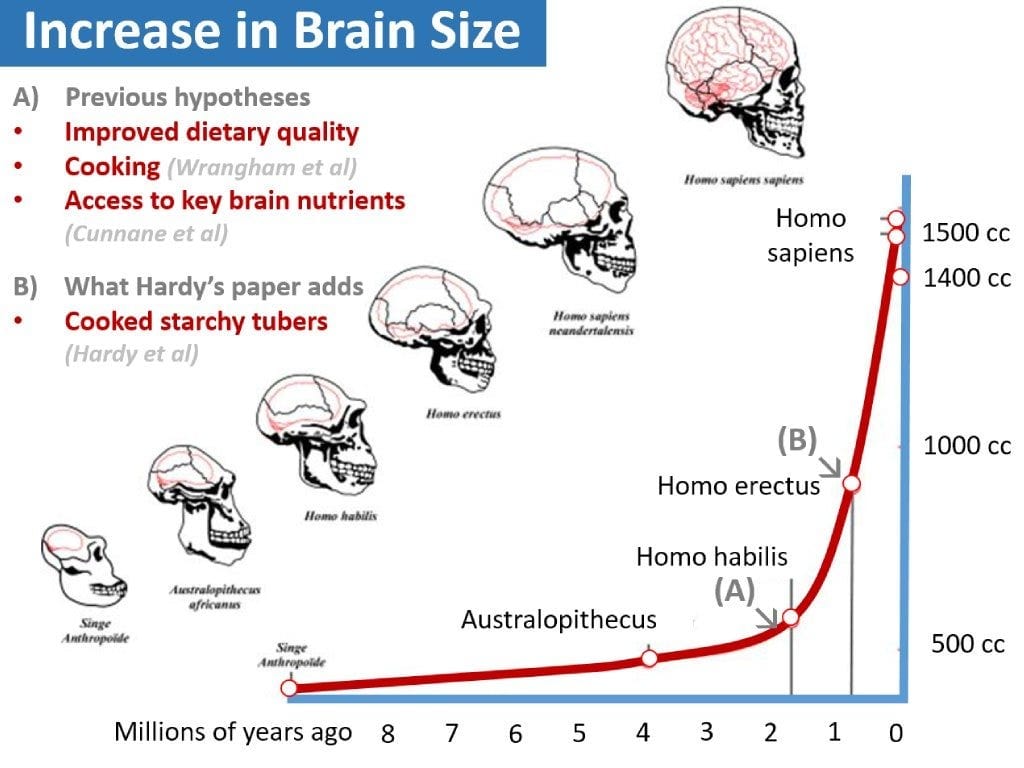 Did cooked tubers drive human evolution? – Rosemary Cottage Clinic Blog Did cooked tubers drive human evolution? – Rosemary Cottage Clinic Blog