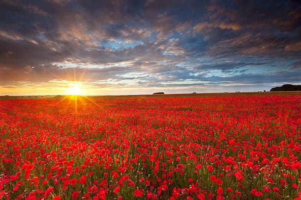 17,500+ Poppy Field At Sunset Stock Photos, Pictures & Royalty-Free Images - iStock 17,500+ Poppy Field At Sunset Stock Photos, Pictures & Royalty-Free Images - iStock