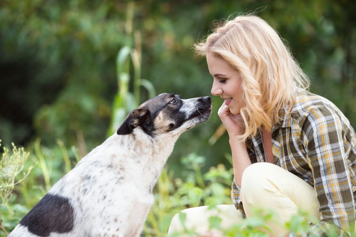 Dog kiss Dog kiss