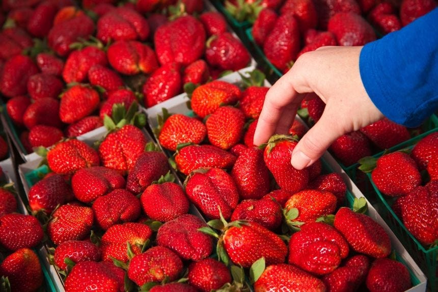 Sample of strawberries contained 10 different "forever" pesticides, the study found. Sample of strawberries contained 10 different "forever" pesticides, the study found.