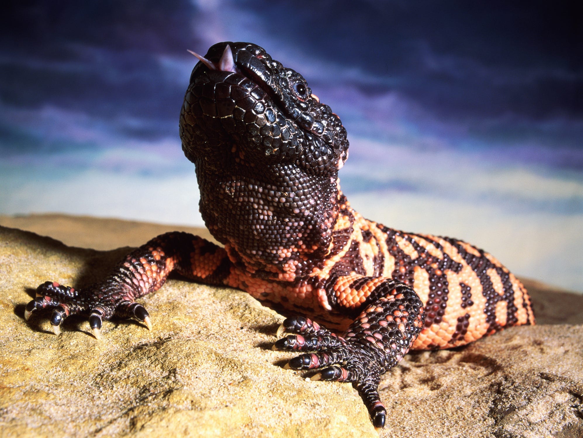 Gila Monster Spit Gave Us Ozempic - And Other Times Animals Have Been Our Best Chemists Gila Monster Spit Gave Us Ozempic - And Other Times Animals Have Been Our Best Chemists