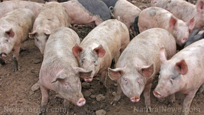 Image: Dangerous gene-edited pigs now authorized by Biden’s Food and Drug Administration Image: Dangerous gene-edited pigs now authorized by Biden’s Food and Drug Administration