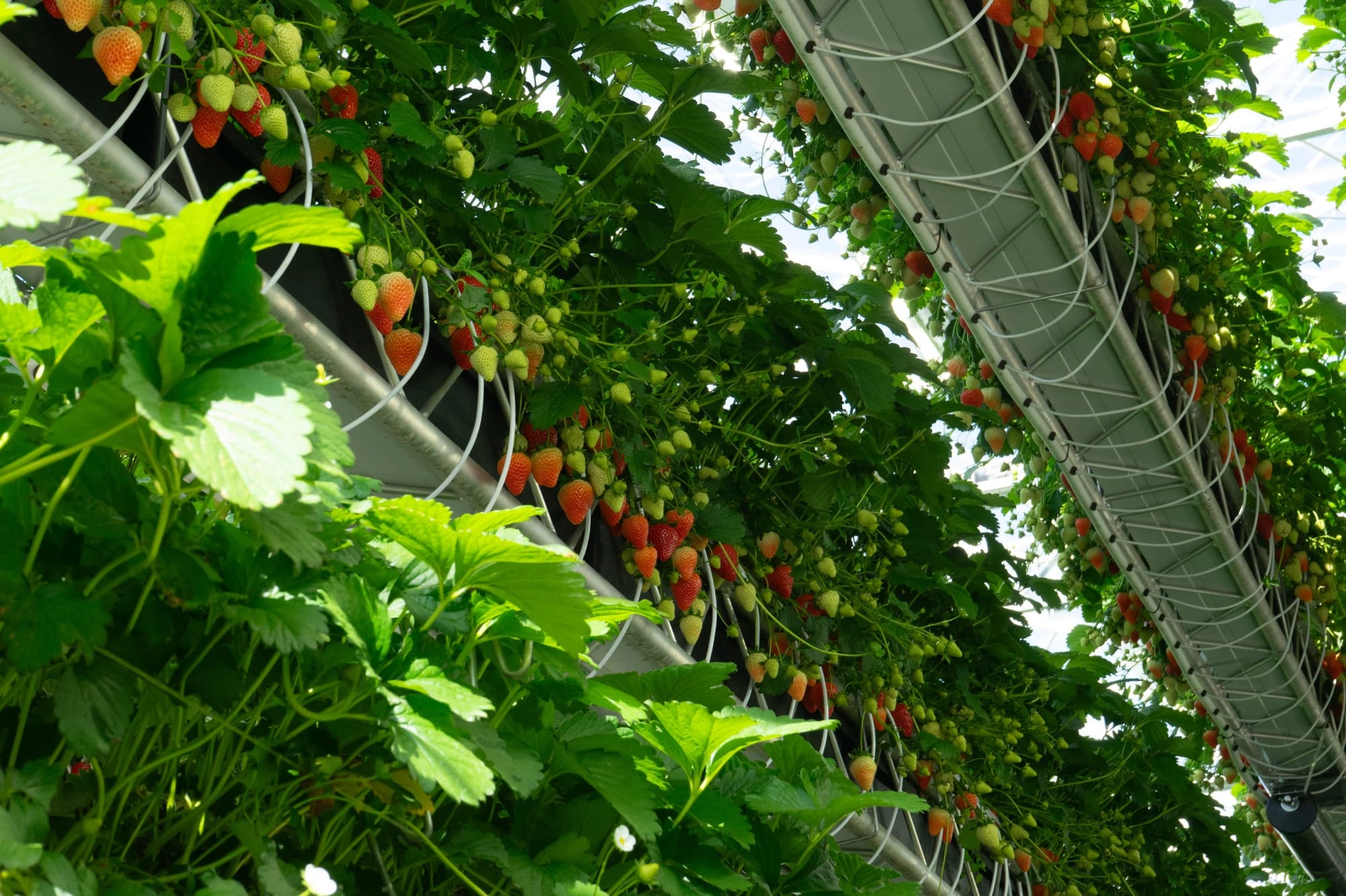 The vertical farm is capable of hosting 1,225,000 strawberry plants on its rotating shelves The vertical farm is capable of hosting 1,225,000 strawberry plants on its rotating shelves