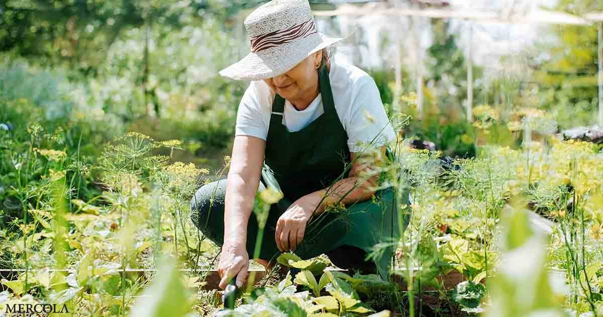 Garden Therapy: Why Getting Your Hands Dirty Is the Best ...