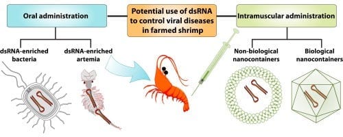 Potential of RNAi applications to control viral diseases of farmed shrimp -  ScienceDirect