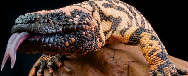 Gila monster head up close with tongue out Gila monster head up close with tongue out