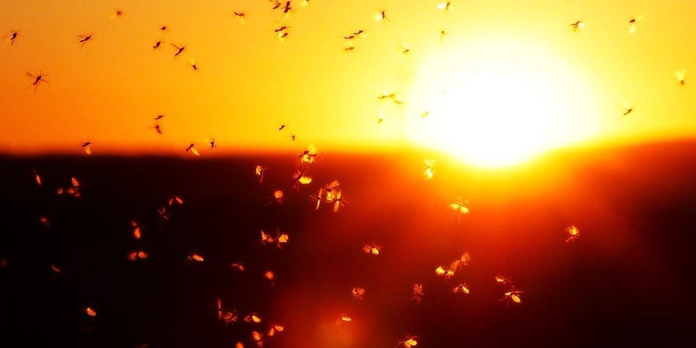 Mosquitoes