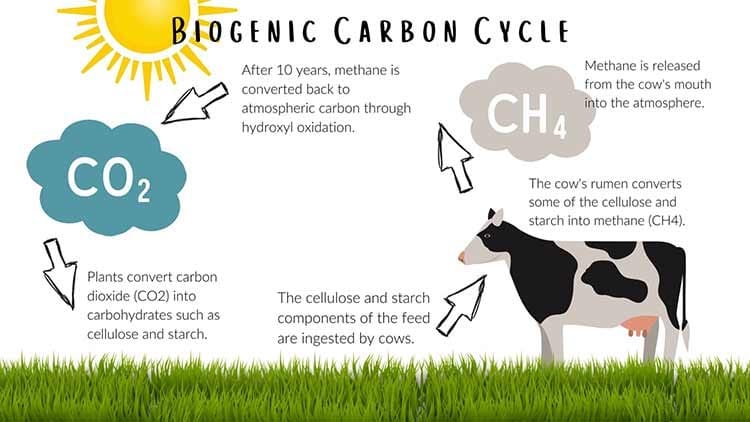 biogenic carbon cycle biogenic carbon cycle