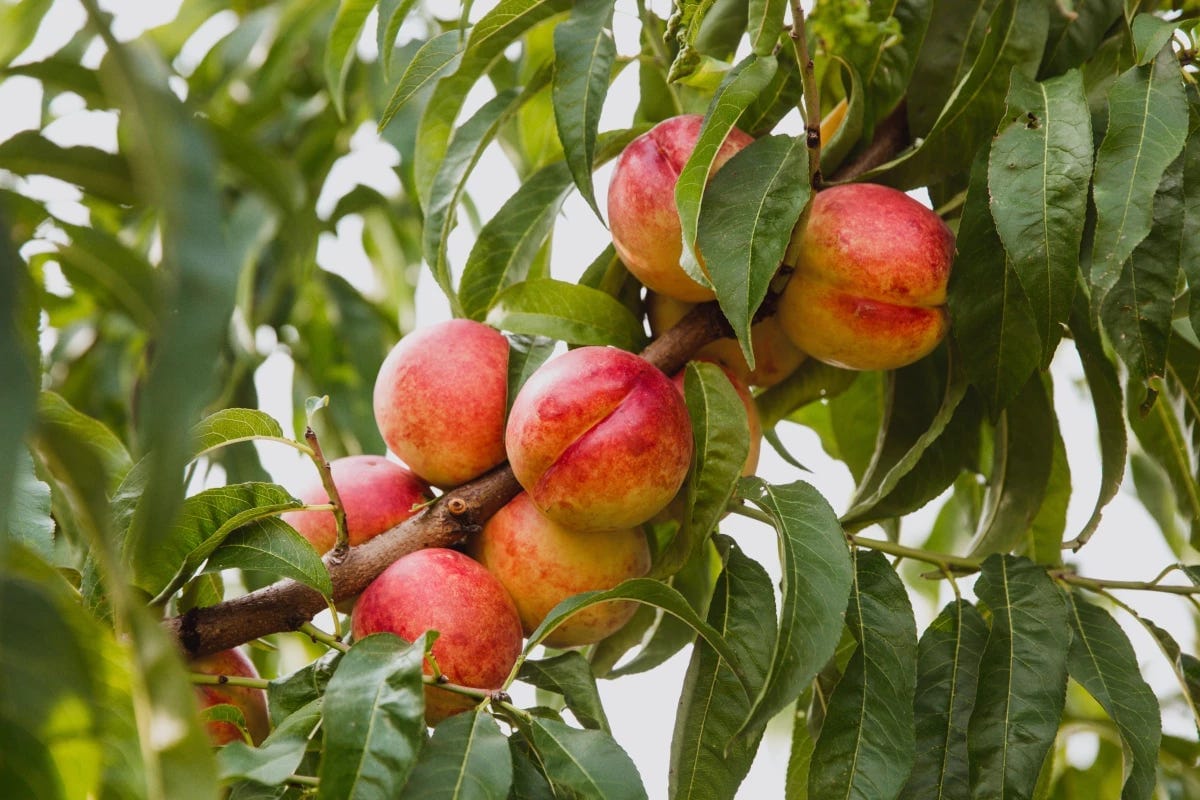 By performing a spectral scan of the leaves adjacent to nectarine fruits, it's possible to gauge the ripeness of those fruits without damaging them By performing a spectral scan of the leaves adjacent to nectarine fruits, it's possible to gauge the ripeness of those fruits without damaging them