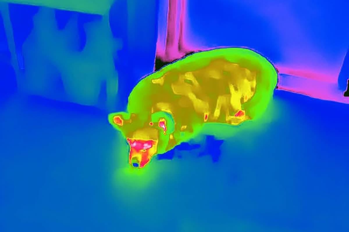 Sleeping Corgi with heat signature of her breath Sleeping Corgi with heat signature of her breath