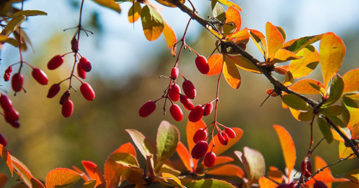 Berberine vs metformin