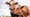 The True Impact of Grass Fed Beef: Why Your Meat's Origin Matters More Than You Think