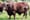 Joke: The DEA Agent & The Bull