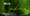 Reversing Time: The Surprising Power of Wheatgrass in Rejuvenating Health and Longevity