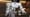 Video of super-fast, super-smooth humanoid robot will drop your jaw