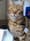 Dogs, Cats, Birds and Maui