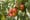 Leaf-scan tells farmers when fruit is ripe – without destroying it